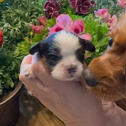 Janet - Tri-color female Cavalier King Charles Spaniel puppy in Saint Paul, Minnesota from Amy’s Puppy Tzu