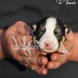 River 3 - Black and tan female Pembroke Welsh Corgi puppy in Straughn, Alabama from Magnolia Creek Corgis