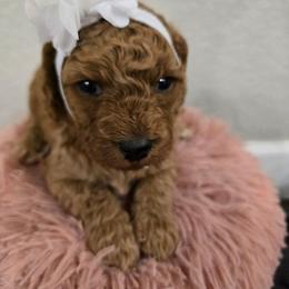 Ava - Red female Cavapoo puppy in Truckee, California from Heavenly Goldendoodles