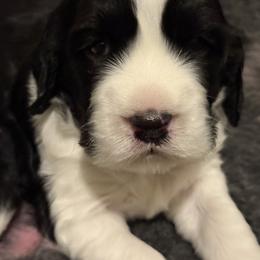 English Springer Spaniel Puppies from Everlark English Springer Spaniels