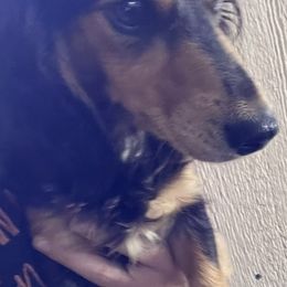 Spice - Dachshund