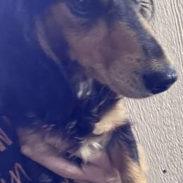 Spice - Dachshund