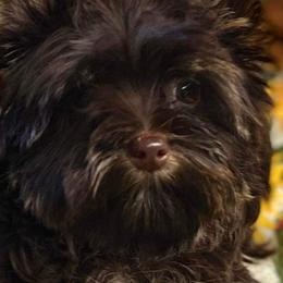 Puma - Yorkshire Terrier