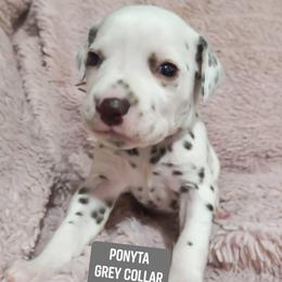 Ponyta (Grey collar) - White and liver brown female Dalmatian puppy in Raymondville, Missouri from Wagner's Dalmatian's
