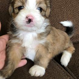 Bernedoodle Puppies from Mini Bernedoodle Babies- Indiana