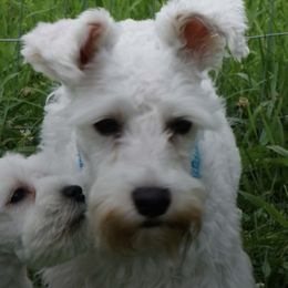 Miniature Schnauzers and Shih Tzus from Farmview Puppies