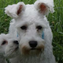 Miniature Schnauzers and Shih Tzus from Farmview Puppies