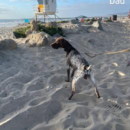 River - German Shorthaired Pointer
