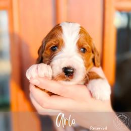 Arlo - Red  male Goldendoodle puppy in Mahomet, Illinois from Jordan Family Doodles