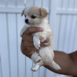 Chihuahua Puppies from Petite Pups