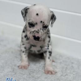 Blue- Blue collar - White and black female Dalmatian puppy in Whitwell, Tennessee from Rock a Dalmatian “RockADal”