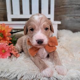 Sehla - Red  female Goldendoodle puppy in Woodburn, Indiana from DNLS Doodle Puppies