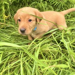 Blue collar male - Yellow male Labrador Retriever puppy in South Dakota from S&S Kennels LLC