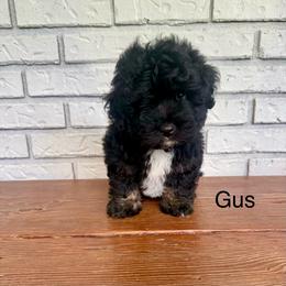 Gus - Phantom male Goldendoodle puppy in Wiggins, Mississippi from Fancy Pants Doodles