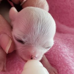 Chihuahua Puppies from Toyville Chihuahuas