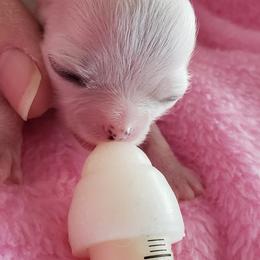 Chihuahua Puppies from Toyville Chihuahuas
