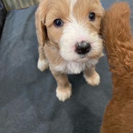 Goldendoodle and Golden Retriever Puppies from Magical Goldens