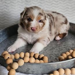 Roxy - Red merle female Australian Shepherd puppy in Mountain Grove, Missouri from K Bar H Farms