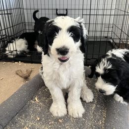 Old English Sheepdog and Sheepadoodle Puppies from Doodlefolk