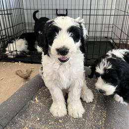 Old English Sheepdog and Sheepadoodle Puppies from Doodlefolk