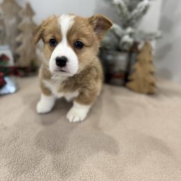 Poco - Red female Pembroke Welsh Corgi puppy in Millsap, Texas from Punchy Pembroke Ranch