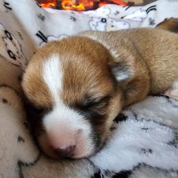 Cornbread - White and red male Pembroke Welsh Corgi puppy in Williams, California from Half Hitch Corgis