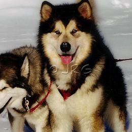 Alaskan Malamutes from Snowlion Alaskan Malamutes