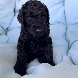 Henry- Boy 1 (navy collar) - Black male Goldendoodle puppy in Auburn, Indiana from Cooper’s Doodles
