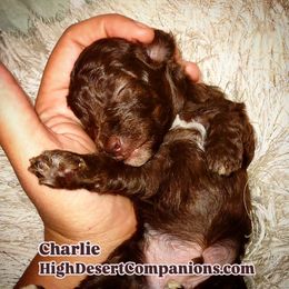Aussiedoodle, Poodle, and Toy Australian Shepherd Puppies from High Desert Companions