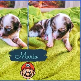 Miniature Australian Shepherd Puppies from Wonderland Aussies
