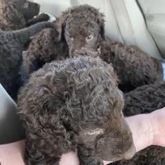 Curly-Coated Retriever Puppies from Betacoil Curly Coated Retrievers