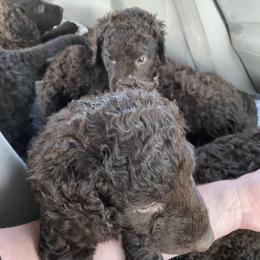 Curly-Coated Retriever Puppies from Betacoil Curly Coated Retrievers