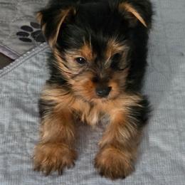 Walker - Black and tan male Yorkshire Terrier puppy in Grafton, West Virginia from Gemstone Kennel