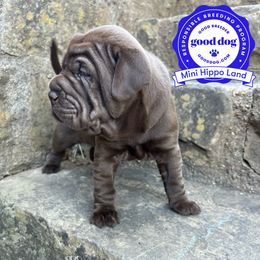 Chinese Shar-Pei and Companion Cross Puppies from Mini Hippo Land