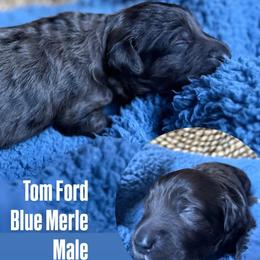 Tom Ford - Merle male Goldendoodle puppy in Pine Grove, California from Lundee Doodles