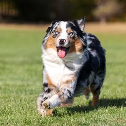 Maui - Australian Shepherd