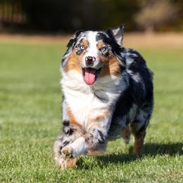 Maui - Australian Shepherd