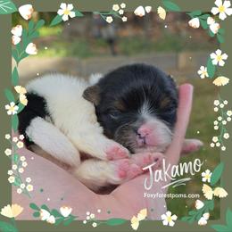 Jakamo - Tri-colored male Pomeranian puppy in Eatonville, Washington from Foxy Forest Poms
