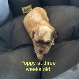 Poppy - Red sable female Havanese puppy in Hudson, New York from Havanese of Claverack and Hudson Valley Labradors