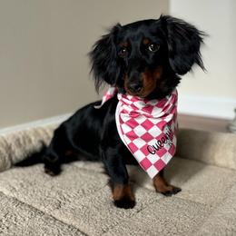 Queenie - Dachshund