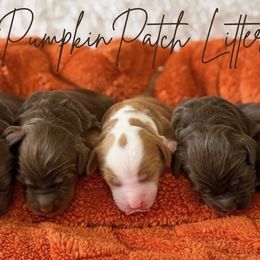 Australian Labradoodle puppies from Forever Loyal Labradoodles