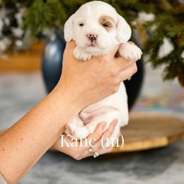 Kanc - Parti male Goldendoodle puppy in Acton, Maine from Silver Pines Pups