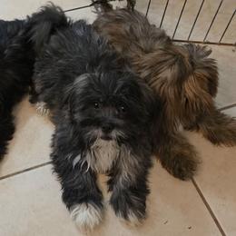 Chrome - Brindle male Lhasa Apso puppy in Hillsboro, Oregon from Luv-N-Laughter Lhasa Apsos
