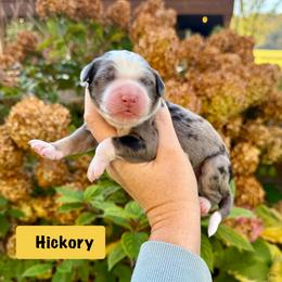 Hickory - Blue merle male Bernedoodle puppy in Midland, Michigan from Northern Charm Farm