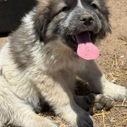 Patch - Badger male Colorado Mountain Dog puppy in Colorado Springs, Colorado from Sharp Guardians and Goldens