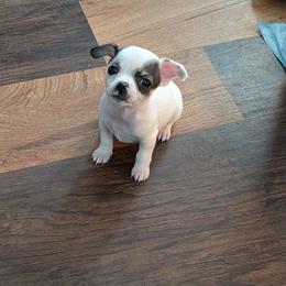 Daisy - Black and white female Chihuahua puppy in Marianna, Florida from Garden Tub Chihuahuas