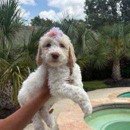 Girl 4 - female Labradoodle puppy in Houston, Texas from Lovely Labradoodles