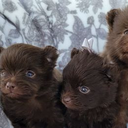 Pomeranians from FluffLaPuff