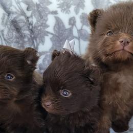 Pomeranians from FluffLaPuff