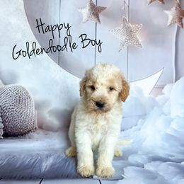 Happy - Parti male Goldendoodle puppy in Grove, Oklahoma from Guinn Family Farms